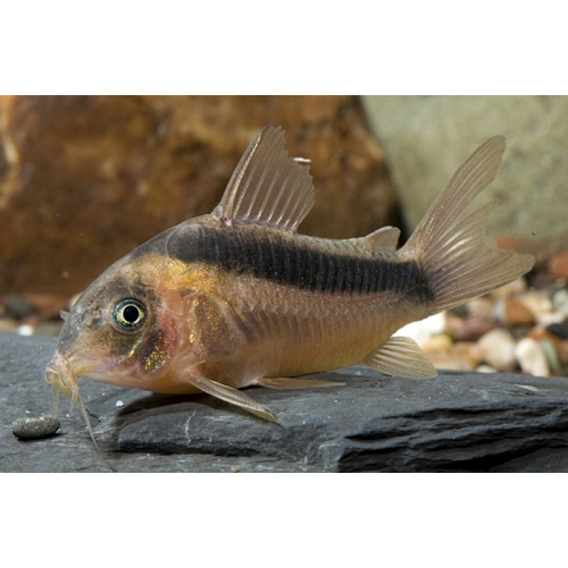 Corydoras Rabauti 3,5-4cm